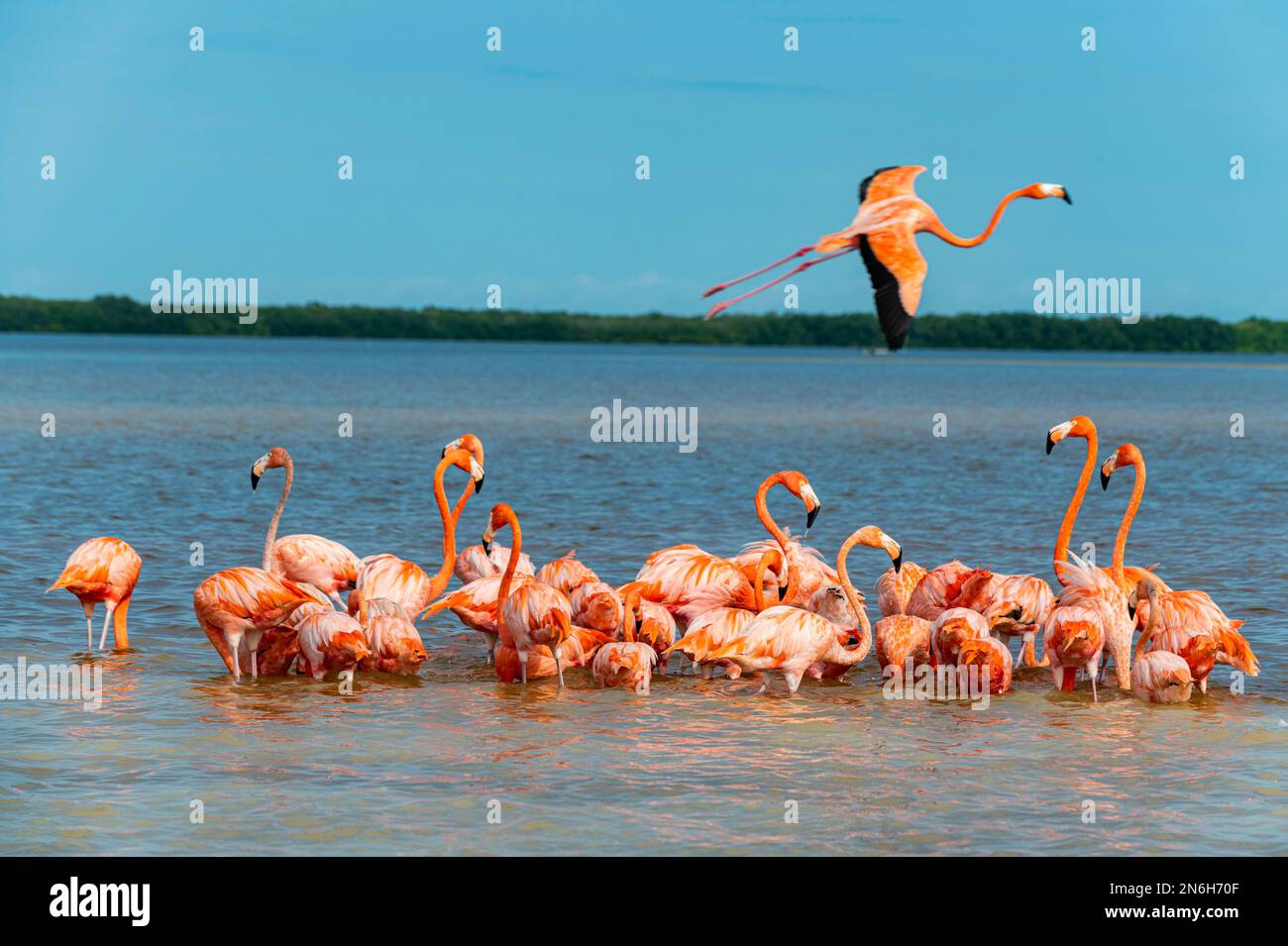 Flamants d'Amérique (Phoenicopterus ruber), Réserve de biosphère de l'UNESCO de Rio Celestun, Yucatan, Mexique Banque D'Images