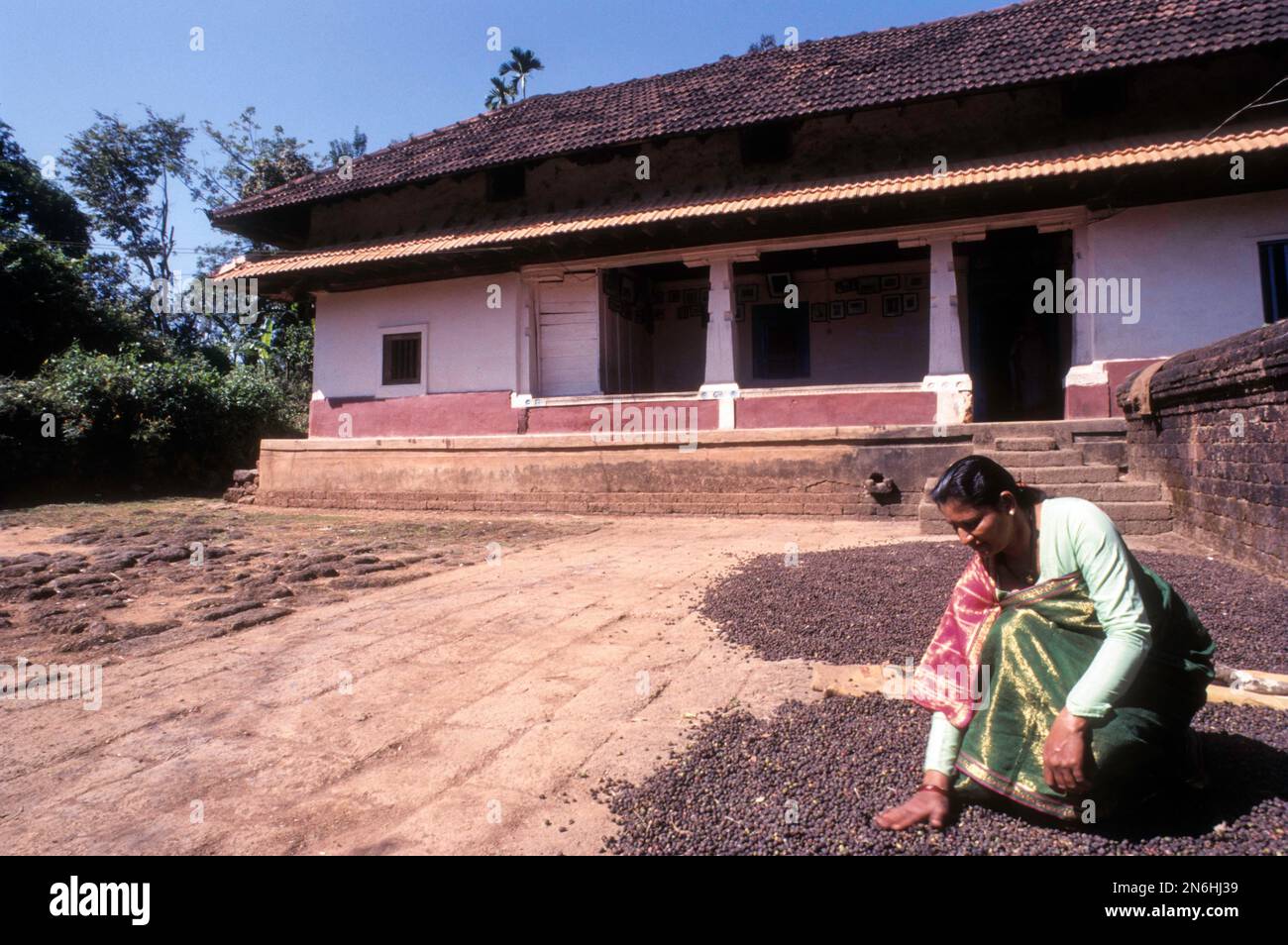 AKodava femmes séchant des graines de café devant la maison Kodava de 150 ans à Kodagu Coorg, Karnataka, Inde Banque D'Images