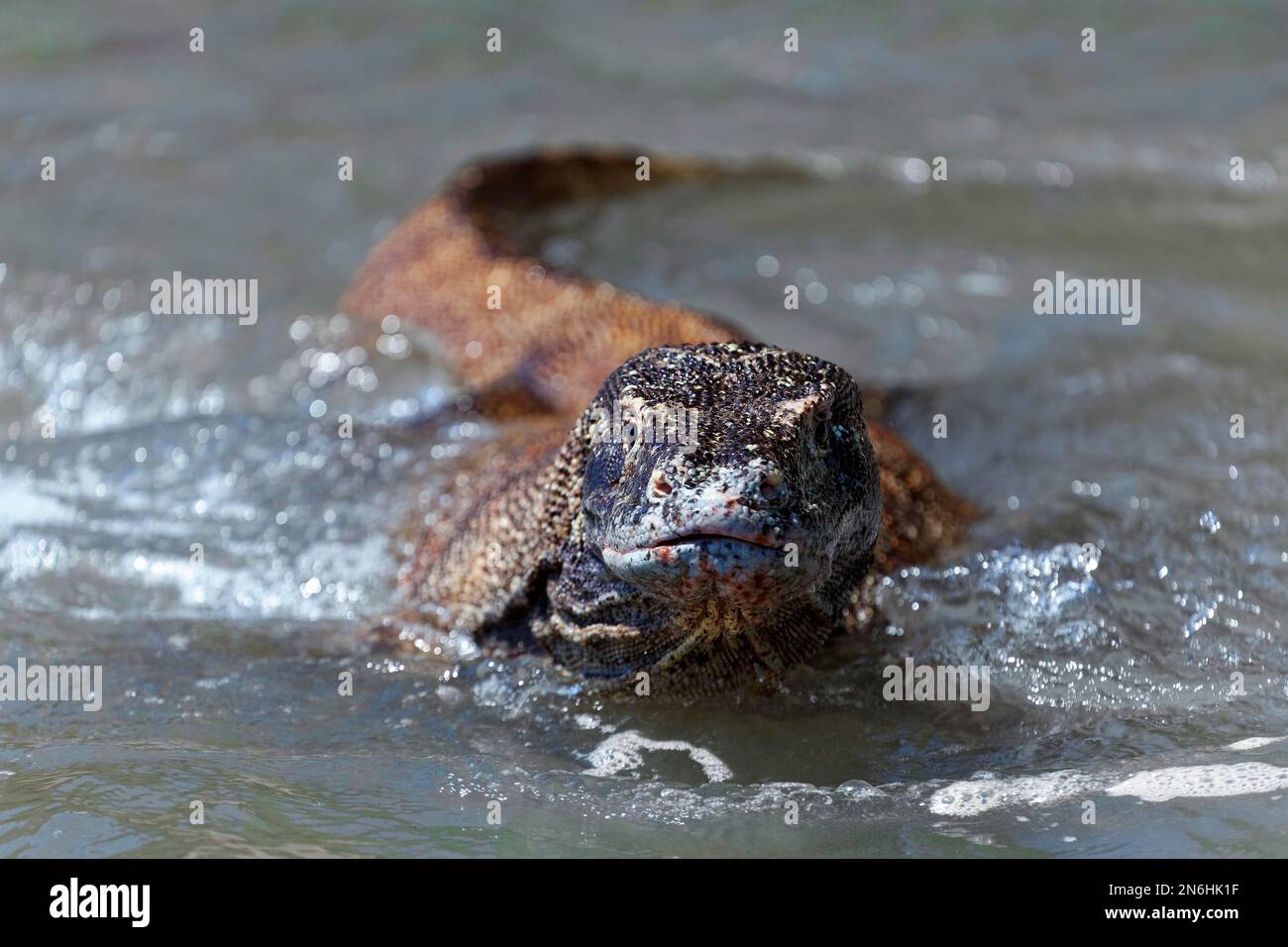 Le dragon de Komodo (Varanus komodoensis), du front, frontal, natation, natation dans l'eau, Vue sur l'appareil photo, la mer, la plage, le parc national de Komodo, l'UNESCO Banque D'Images