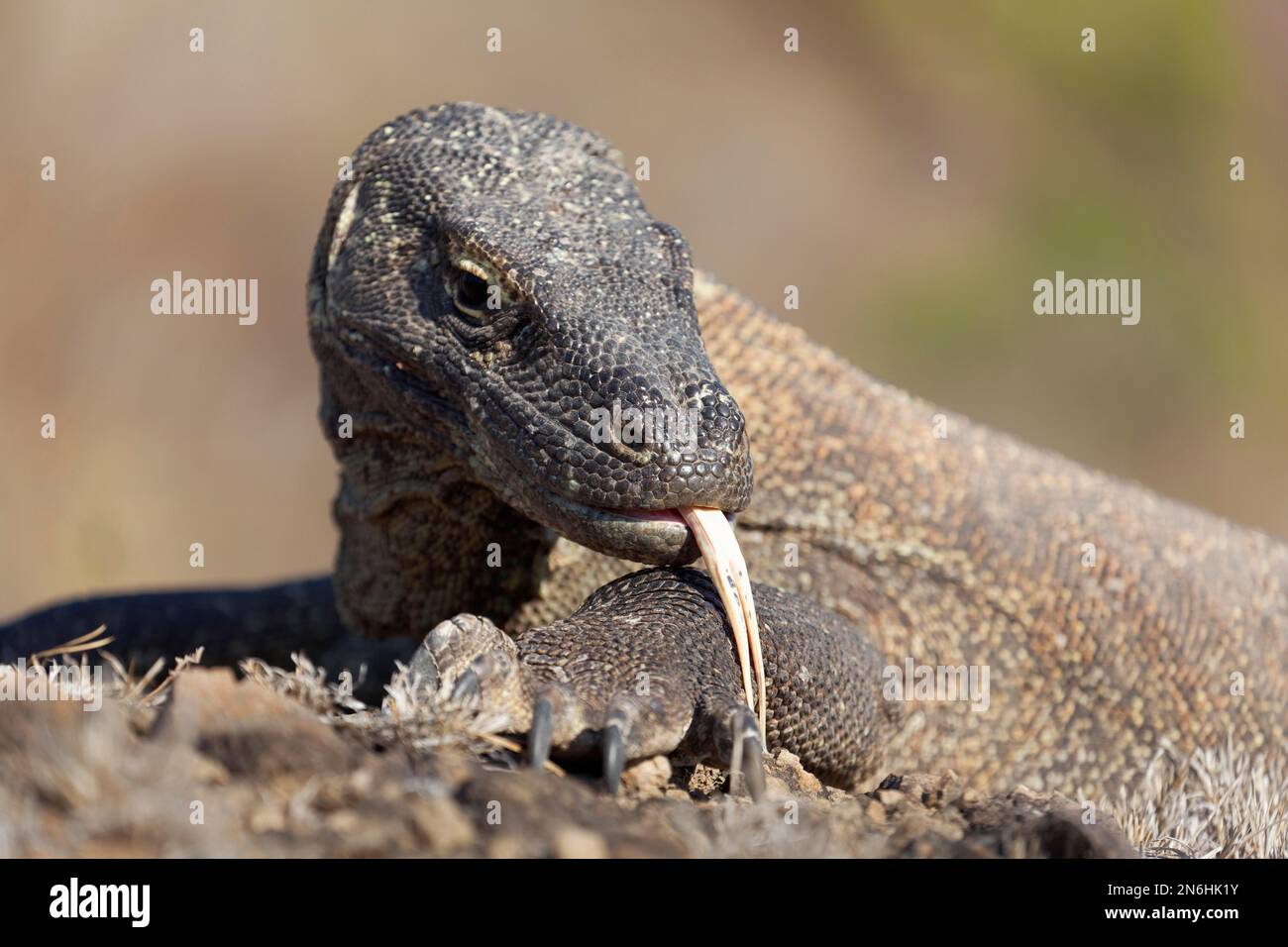 Dragon de Komodo (Varanus komodoensis), portrait, mer, langues, langue à fourche, Parc national de Komodo, site classé au patrimoine mondial de l'UNESCO, île de Komodo, petit Banque D'Images