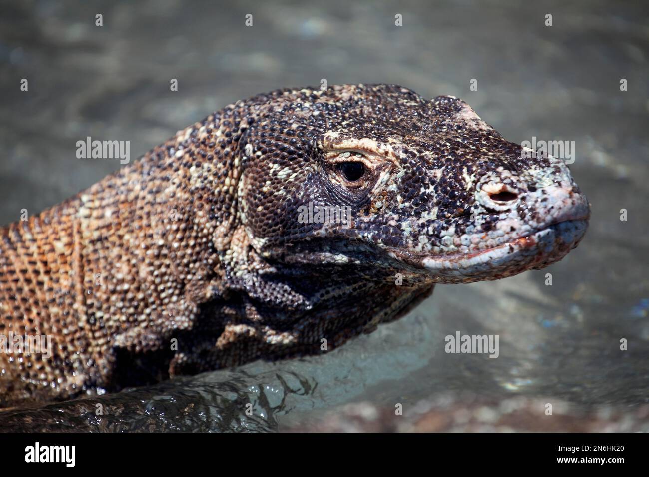Dragon de Komodo (Varanus komodoensis), portrait dans l'eau, mer, plage, parc national de Komodo, Site classé au patrimoine mondial de l'UNESCO, île Komodo, petit Sunda Banque D'Images