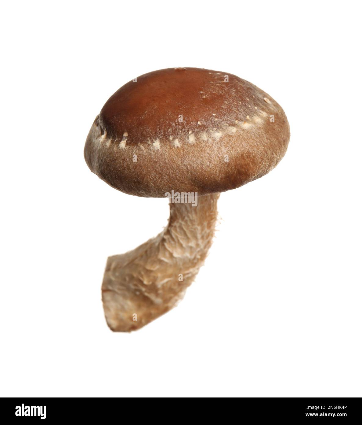 Champignons shiitake frais sauvages isolés sur blanc Banque D'Images