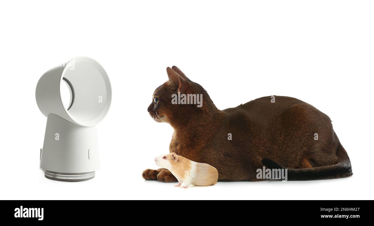 Joli chat et cobaye près du ventilateur sur fond blanc, motif bannière. Chaleur estivale Banque D'Images