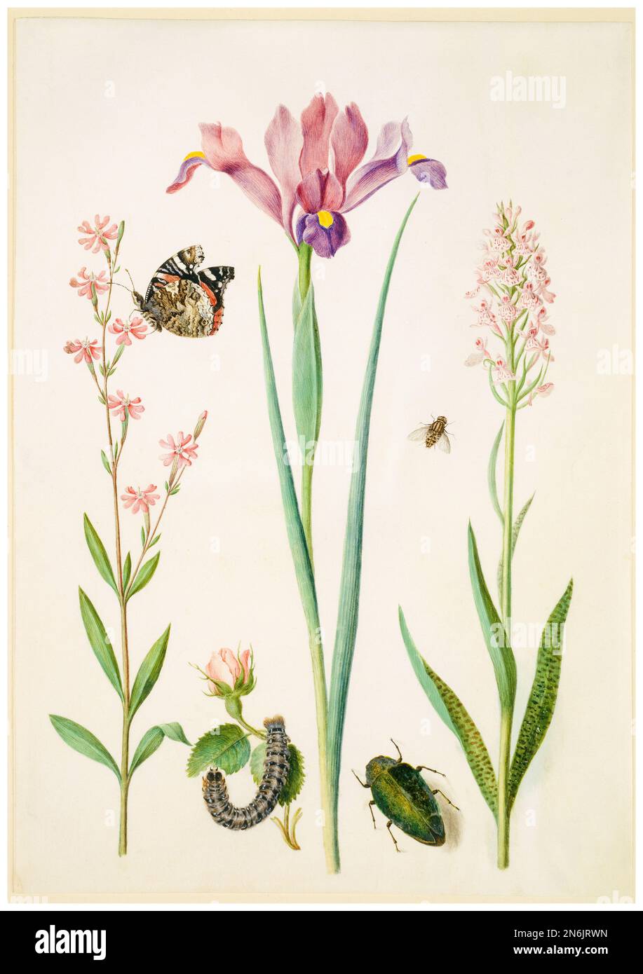 Catchfly avec amiral, Rose avec Fox Moth, Iris, Hoverfly, Jewel Beetle et Orchid, Illustration en aquarelle et bodycolor sur parchemin par Maria Sibylla Merian, après 1691 Banque D'Images