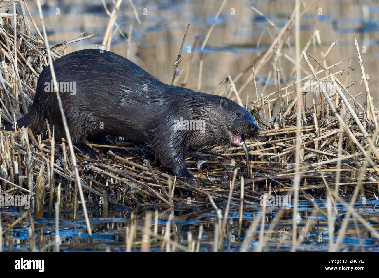 lutra lutra lutra, un loutre eurasien mangeant une anguille d'eau douce sur une banque de roseau au Royaume-Uni Banque D'Images
