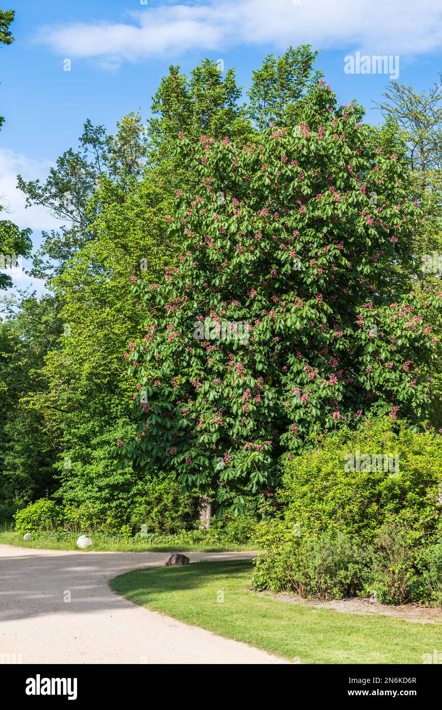 Grand châtaignier fleuri dans un parc Banque D'Images