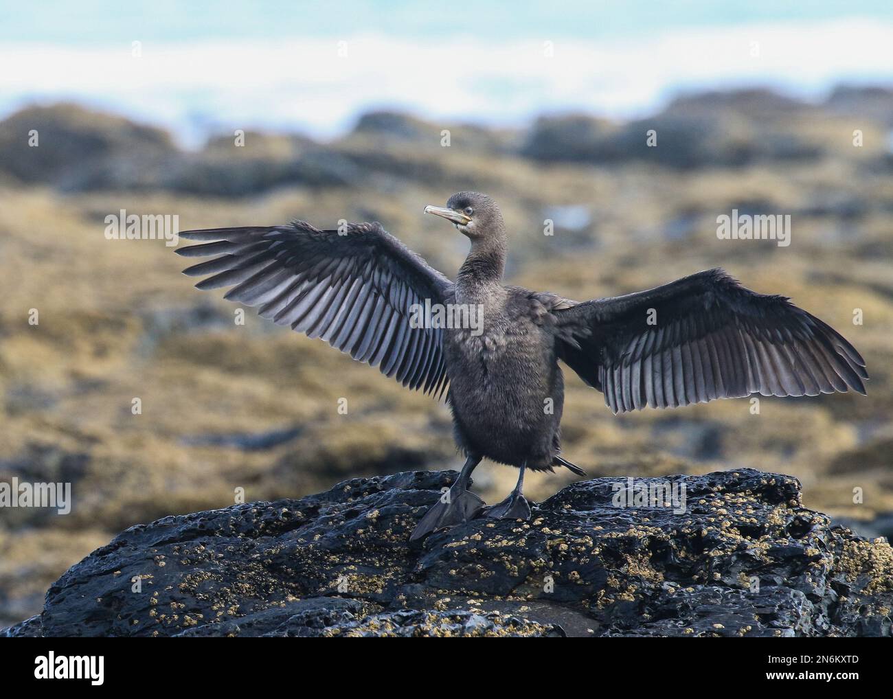 Des oiseaux magnifiques de la plage Banque D'Images