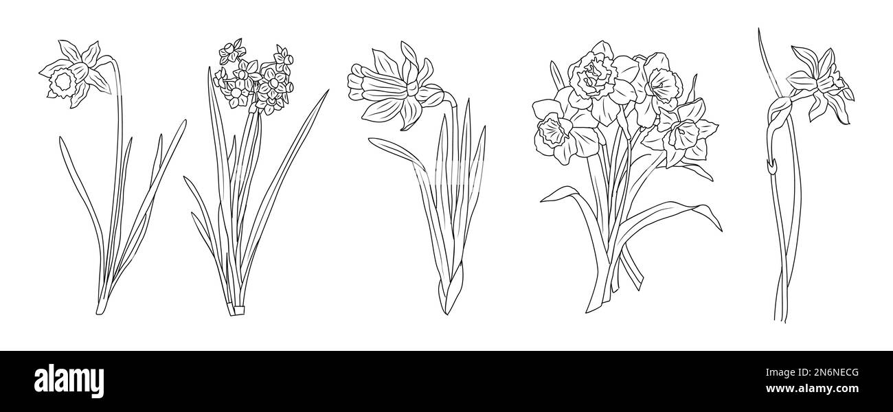 Ensemble de Daffodil Mars naissance mois fleur ligne art vecteur illustrations isolées. Illustration de Vecteur