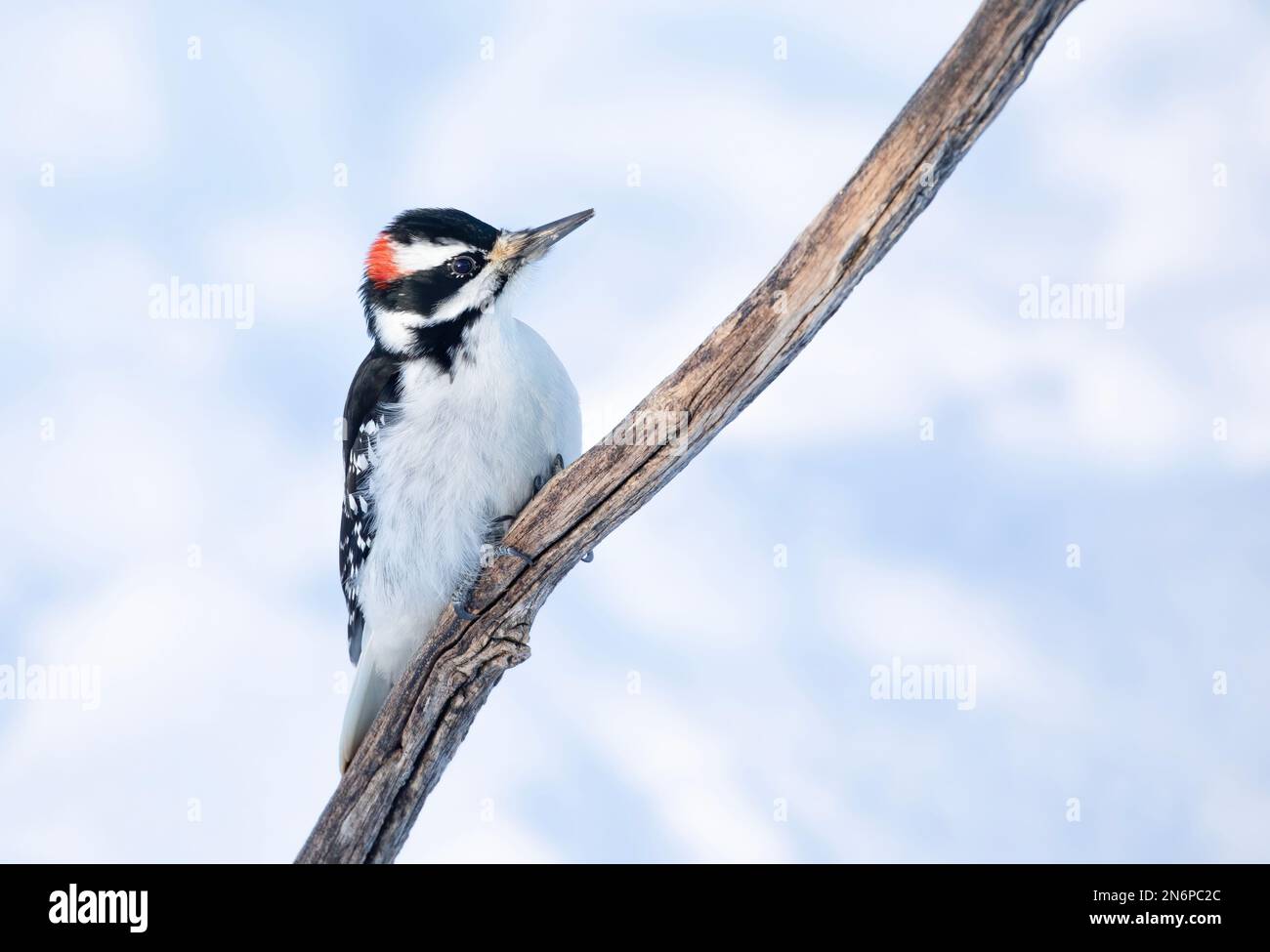 Pic à bois poilu isolé sur fond blanc perché sur une branche en hiver à Ottawa, Canada Banque D'Images