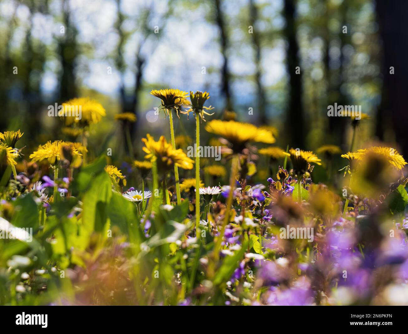 Pelouse de prairie sauvage au printemps dans un parc forestier ensoleillé avec pissenlits et pâquerettes vert violet jaune Banque D'Images