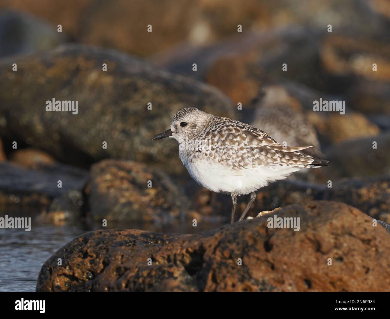 Pluvier gris dans l'habitat typique d'une rive rocheuse, en plumage d'hiver, à Costa Teguise Lanzarote Banque D'Images