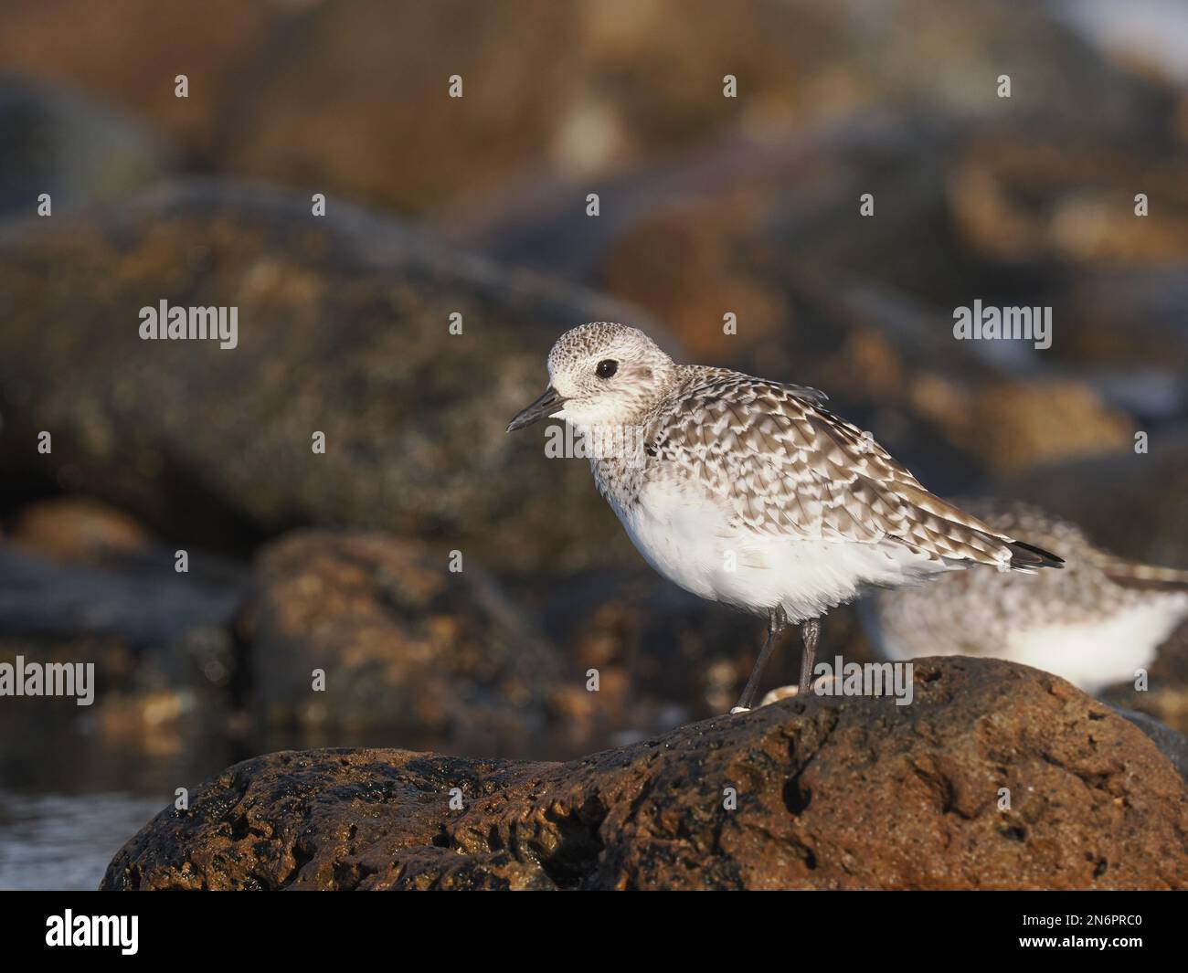 Pluvier gris dans l'habitat typique d'une rive rocheuse, en plumage d'hiver, à Costa Teguise Lanzarote Banque D'Images