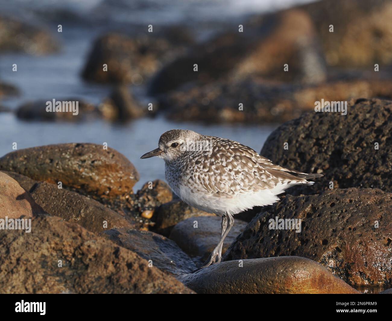 Pluvier gris dans l'habitat typique d'une rive rocheuse, en plumage d'hiver, à Costa Teguise Lanzarote Banque D'Images