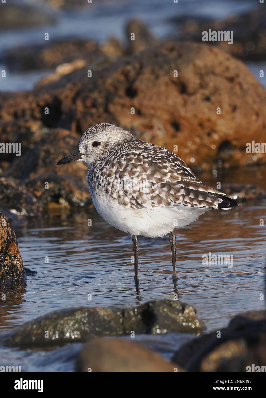 Pluvier gris dans l'habitat typique d'une rive rocheuse, en plumage d'hiver, à Costa Teguise Lanzarote Banque D'Images