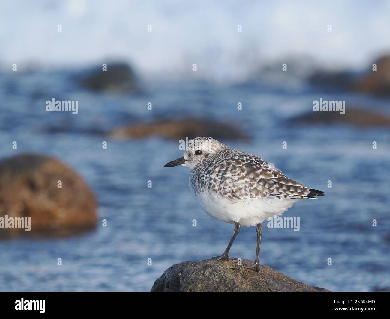 Pluvier gris dans l'habitat typique d'une rive rocheuse, en plumage d'hiver, à Costa Teguise Lanzarote Banque D'Images