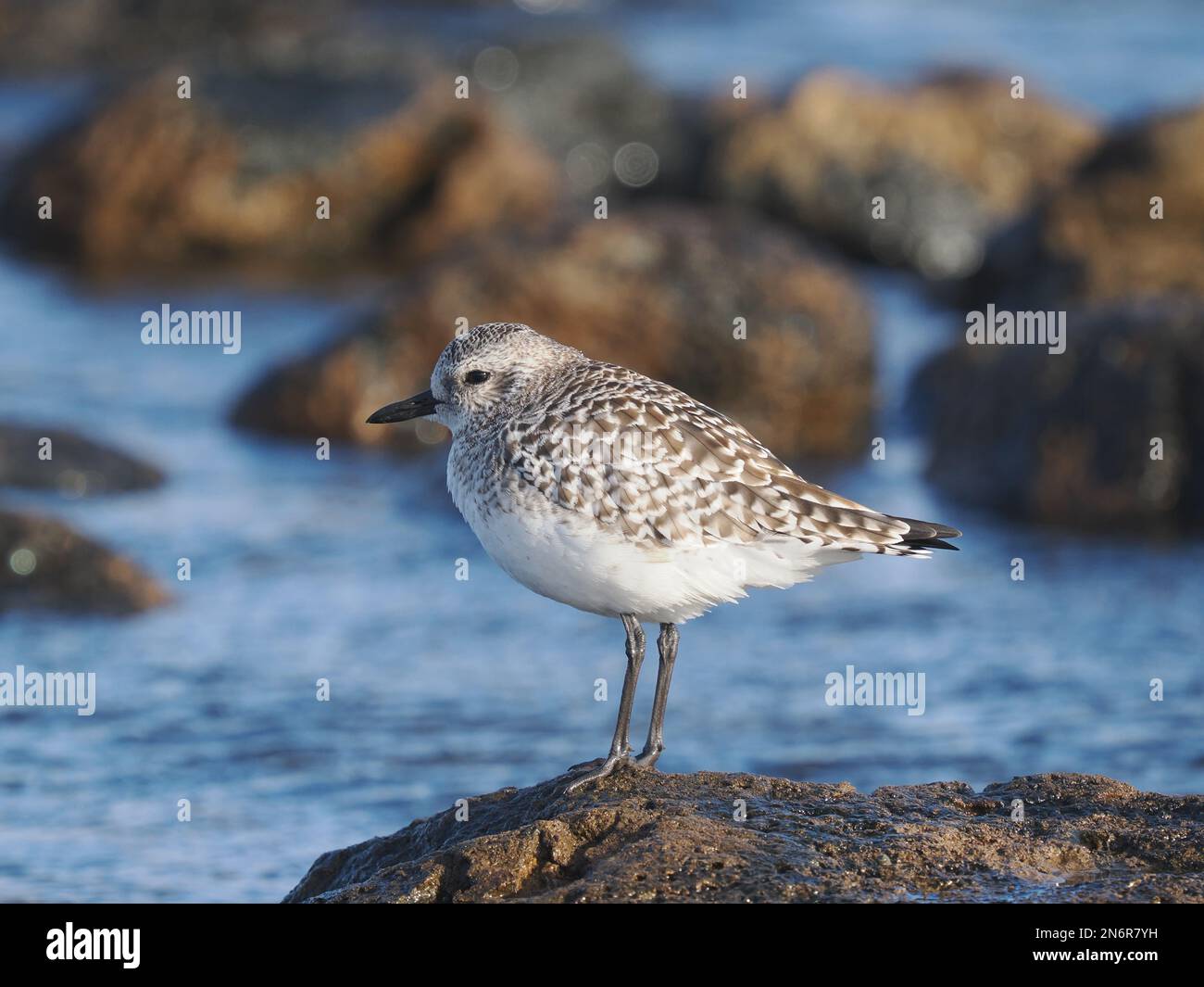 Pluvier gris dans l'habitat typique d'une rive rocheuse, en plumage d'hiver, à Costa Teguise Lanzarote Banque D'Images