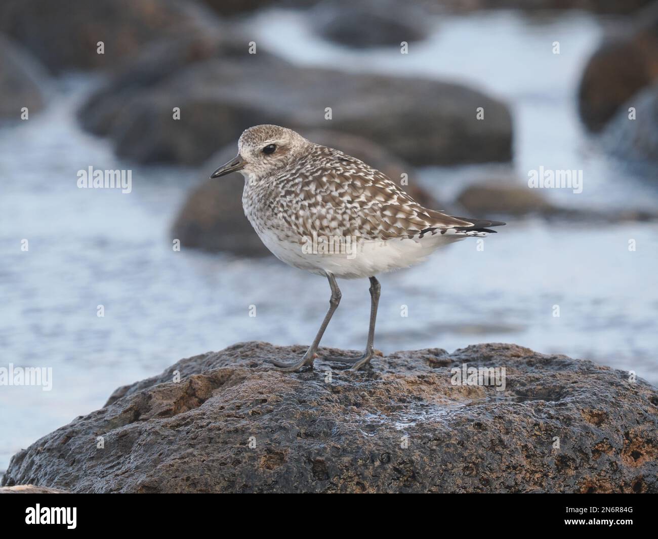 Pluvier gris dans l'habitat typique d'une rive rocheuse, en plumage d'hiver, à Costa Teguise Lanzarote Banque D'Images