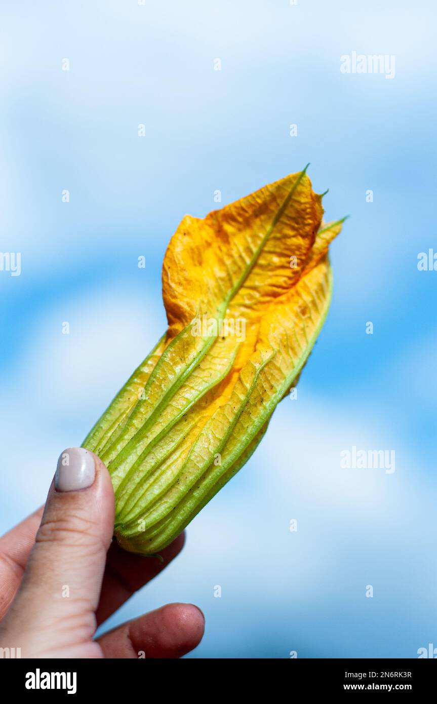 fleurs jaunes germe jeunes courgettes recettes d'ingrédients de cuisine de printemps Banque D'Images