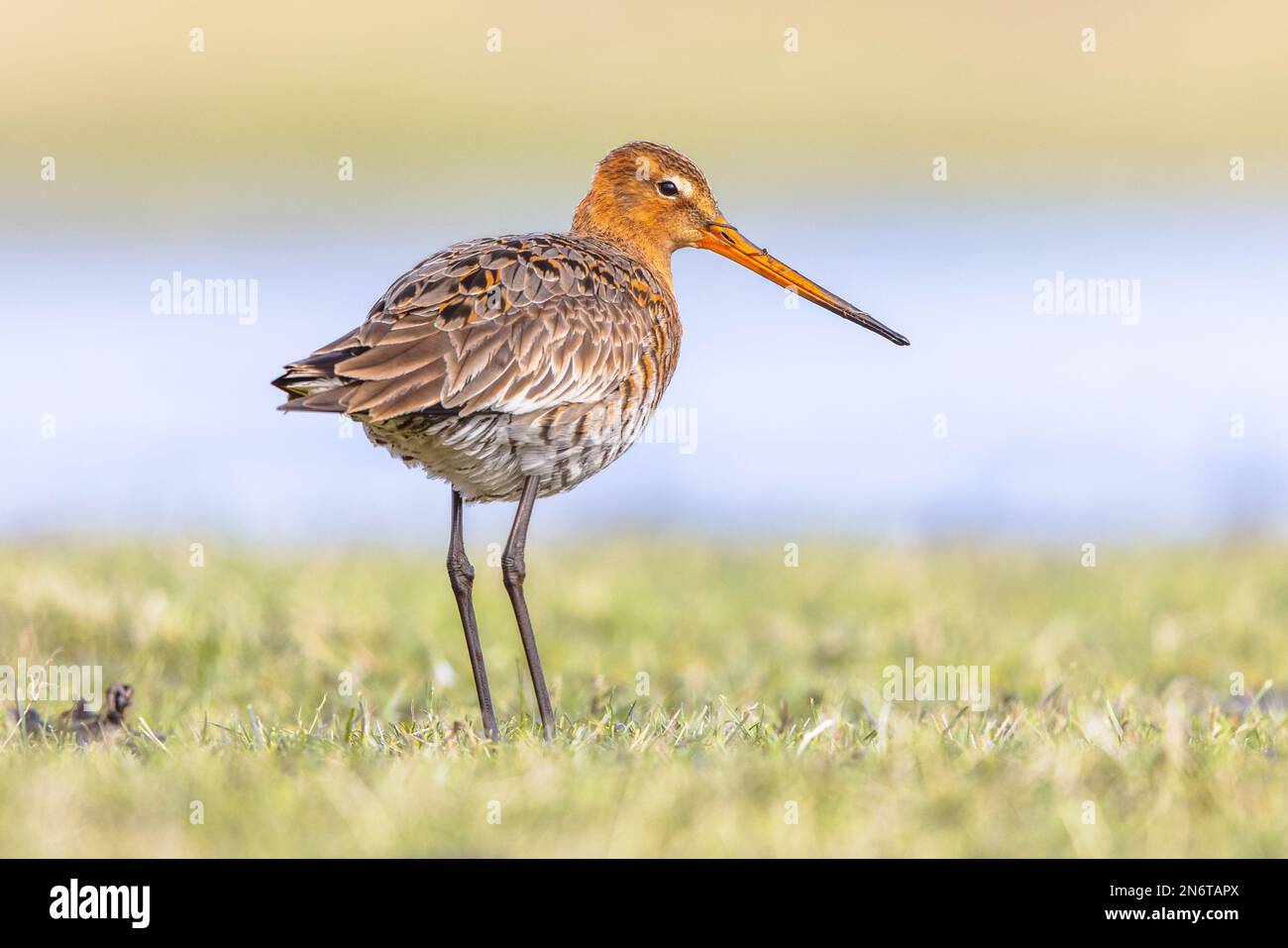 Regarder la Godoul à queue noire (Limosa limosa) se reposer et se fourner dans les eaux peu profondes d'une terre humide pendant la migration. Image de la nature en Europe Banque D'Images
