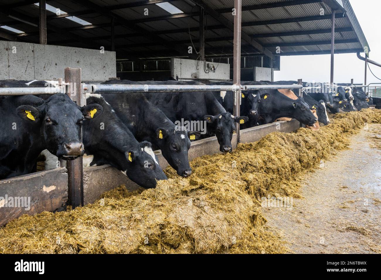 Baurahill, West Cork, Irlande. 10th févr. 2023. Certaines des vaches encore à donner naissance dans les hangars de la ferme de Crowley, Baurilla. Les Crowley's ont environ 100 vaches à calver. Crédit : AG News/Alay Live News Banque D'Images