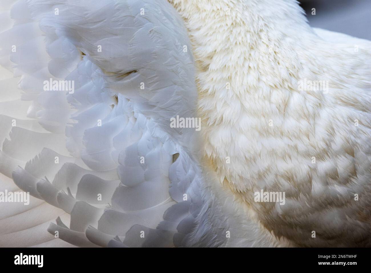 Le Mute Swan passe beaucoup de temps à prêcher pour maintenir leur plumage en état de santé. L'huile des glandes aide à empêcher les plumes de devenir de l'eau-journal. Banque D'Images