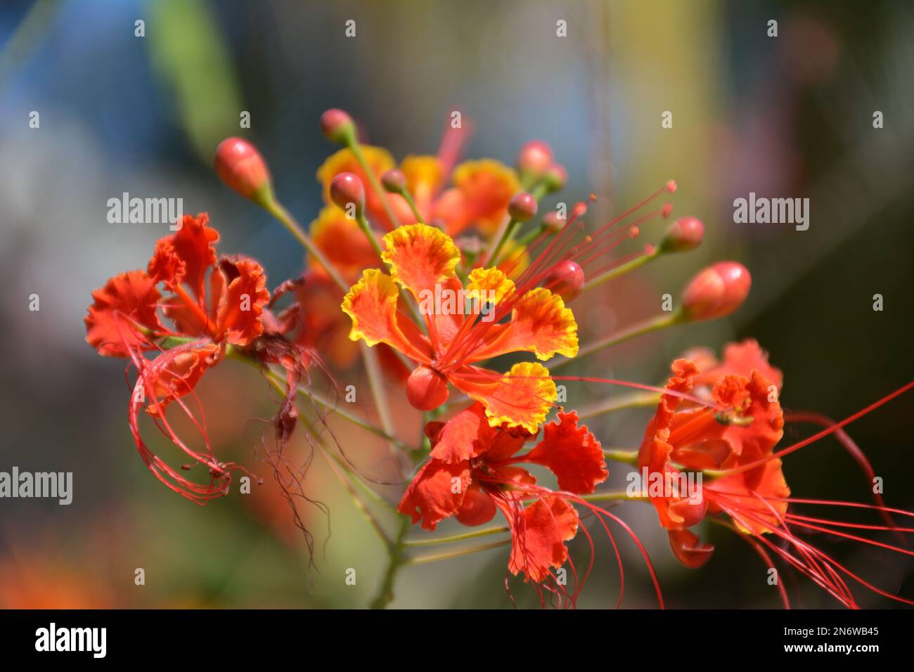 Gros plan sur les fleurs tropicales orange Banque D'Images