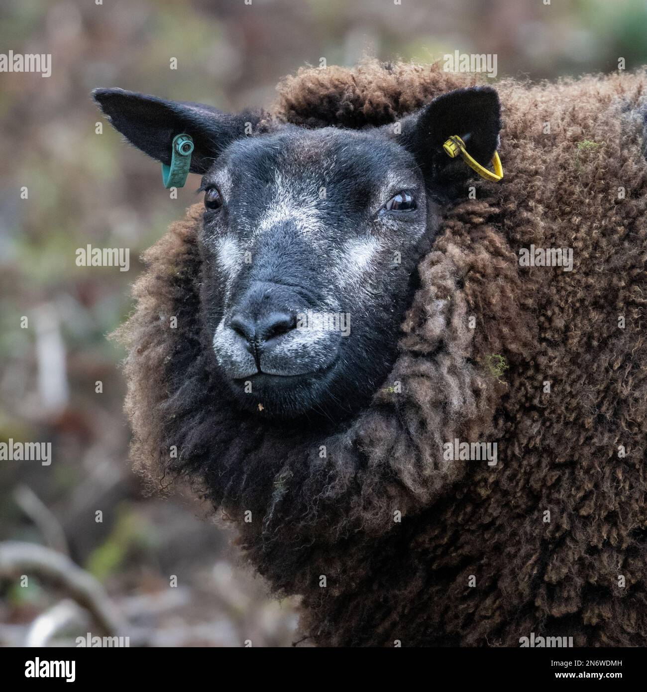 Portrait d'un mouton bleu texel avec un visage noir et blanc et laine brune avec des étiquettes d'identification d'oreille, Angleterre Banque D'Images
