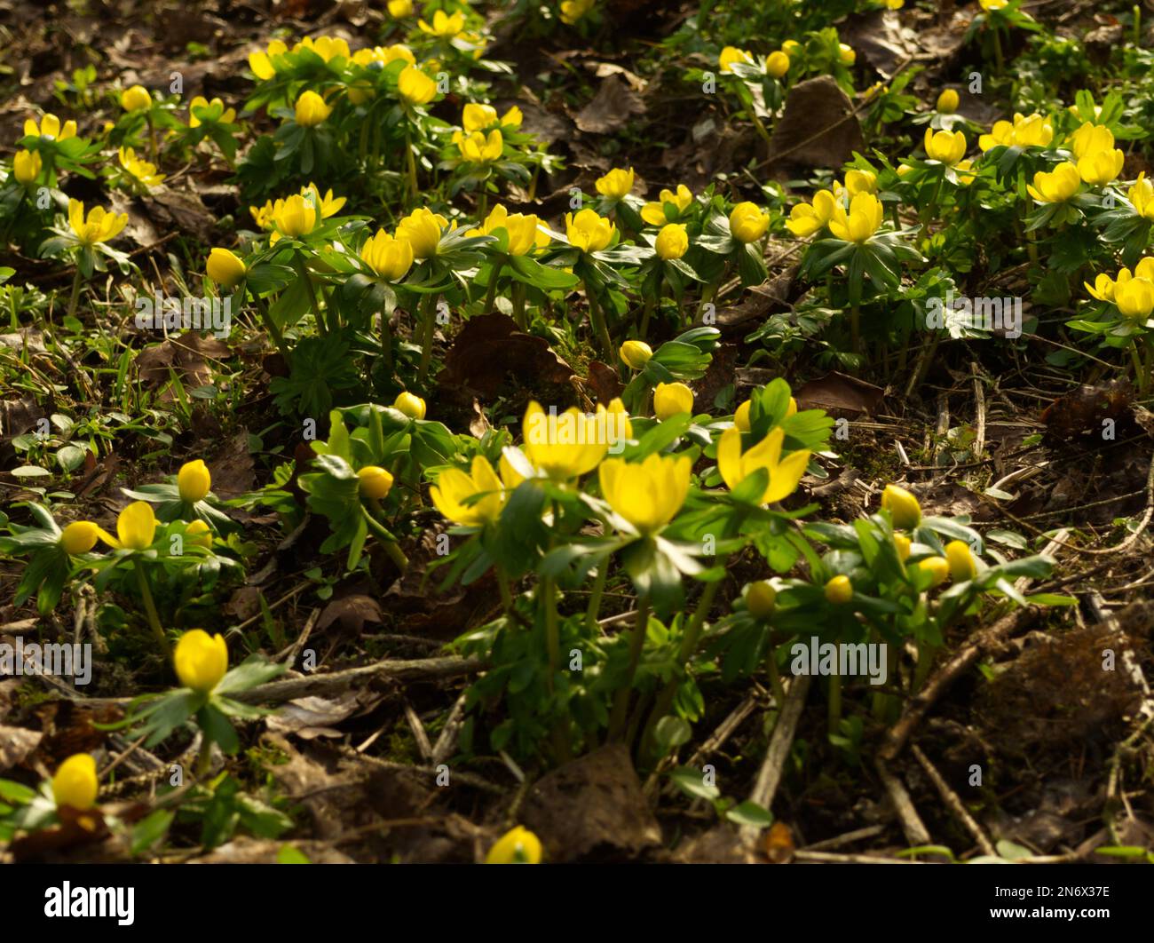 aconites dans un jardin boisé Banque D'Images