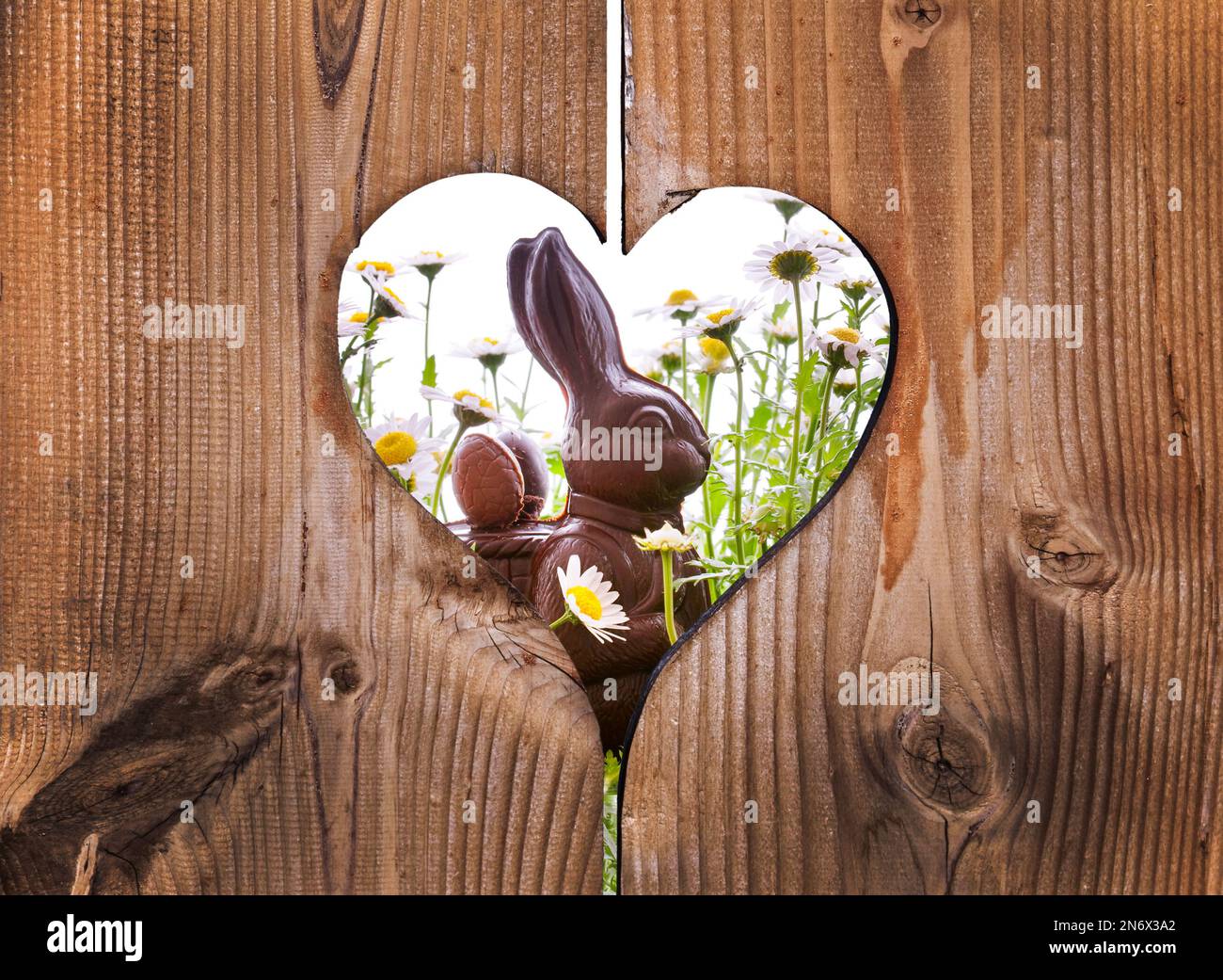 Lapin au chocolat de Pâques avec pâquerettes derrière des planches en bois avec un coeur Banque D'Images