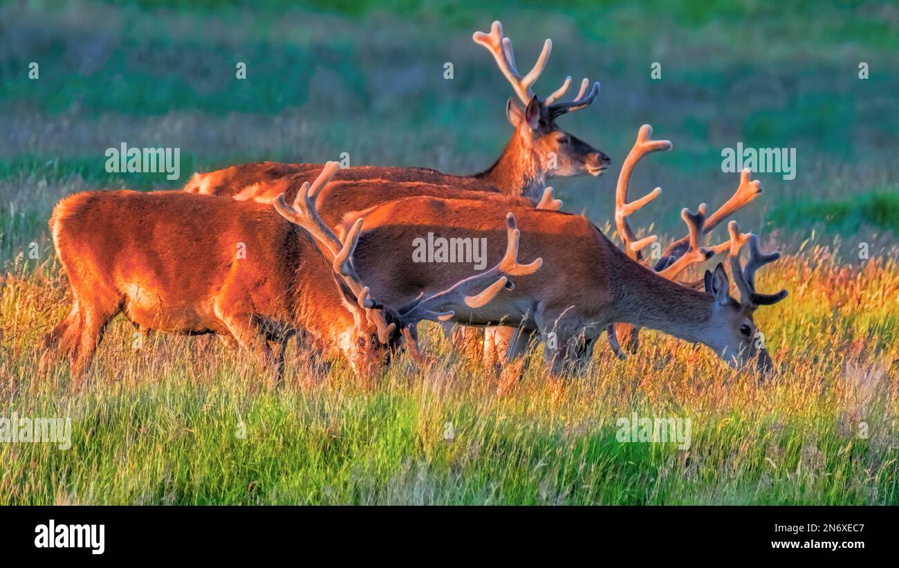 Red Deer au coucher du soleil Banque D'Images