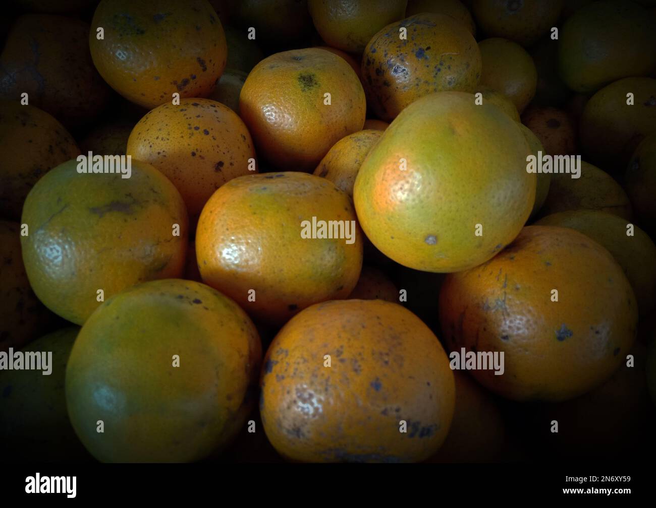 Mandarine fraîche du jardin Banque D'Images