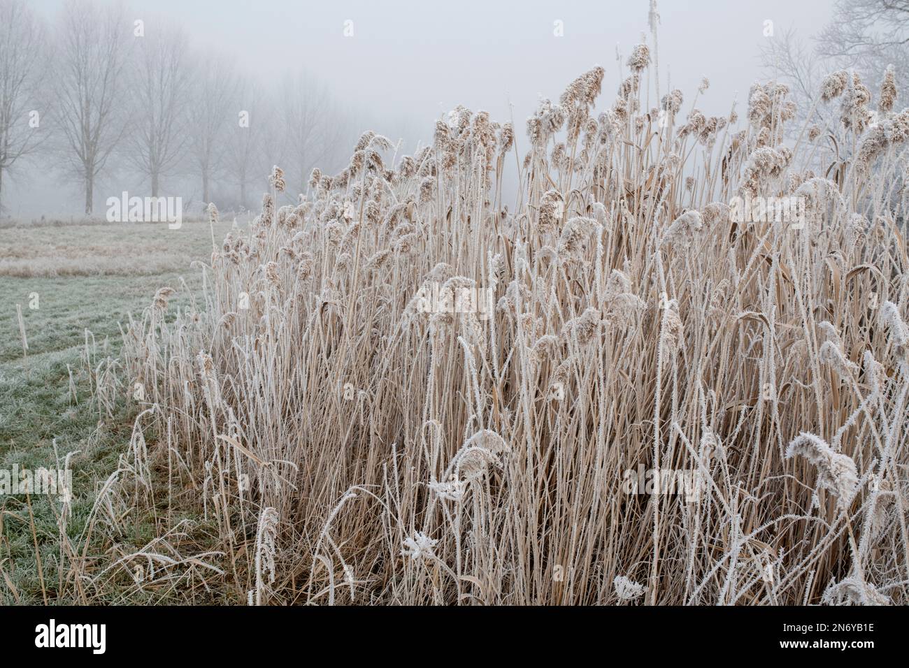 Phragmites australis. Roseaux communs gelés le long de la rivière cherwell dans la campagne de l'oxfordshire. Somerton, Oxfordshire, Angleterre Banque D'Images