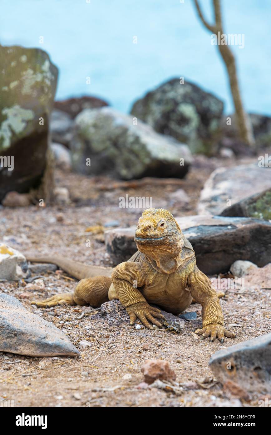 Portrait endémique de la terre de Santa Fe iguana (Conolophus pallidus), île de Santa Fe, parc national de Galapagos, Équateur. Banque D'Images