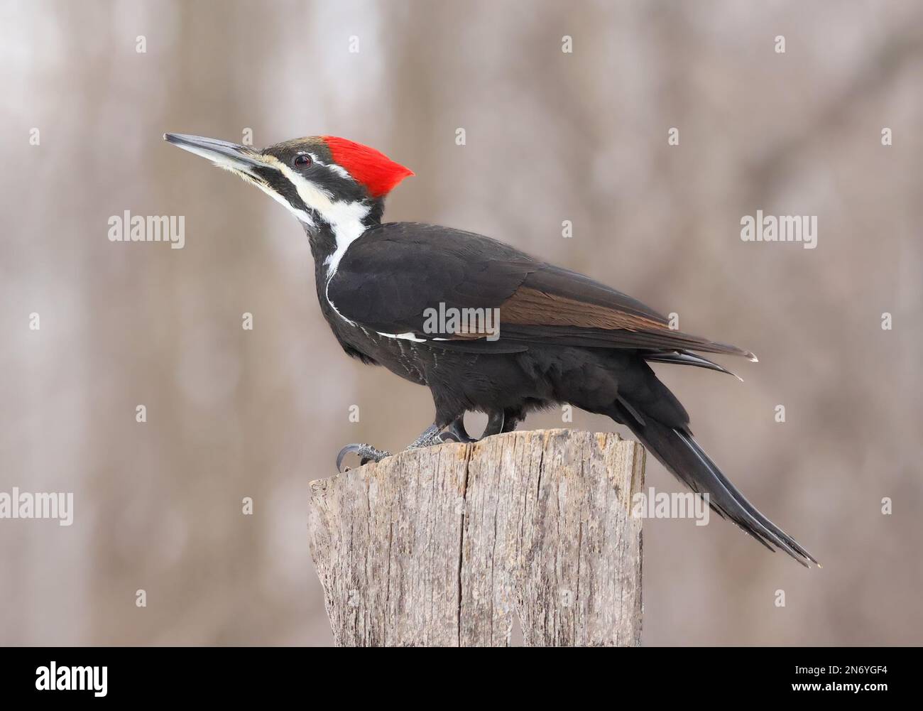 Portrait de pic de bois piléé assis sur un tronc d'arbre dans la forêt, Québec, Canada Banque D'Images