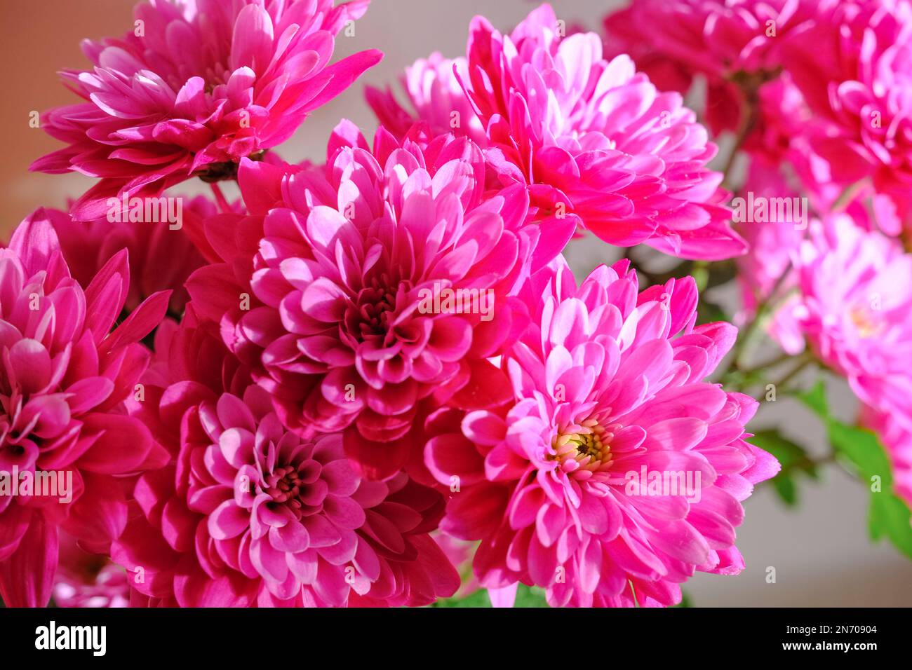 bouquet de fleurs de chrysanthème rose en gros plan. Fond floral. Carte postale. Copier l'espace Banque D'Images