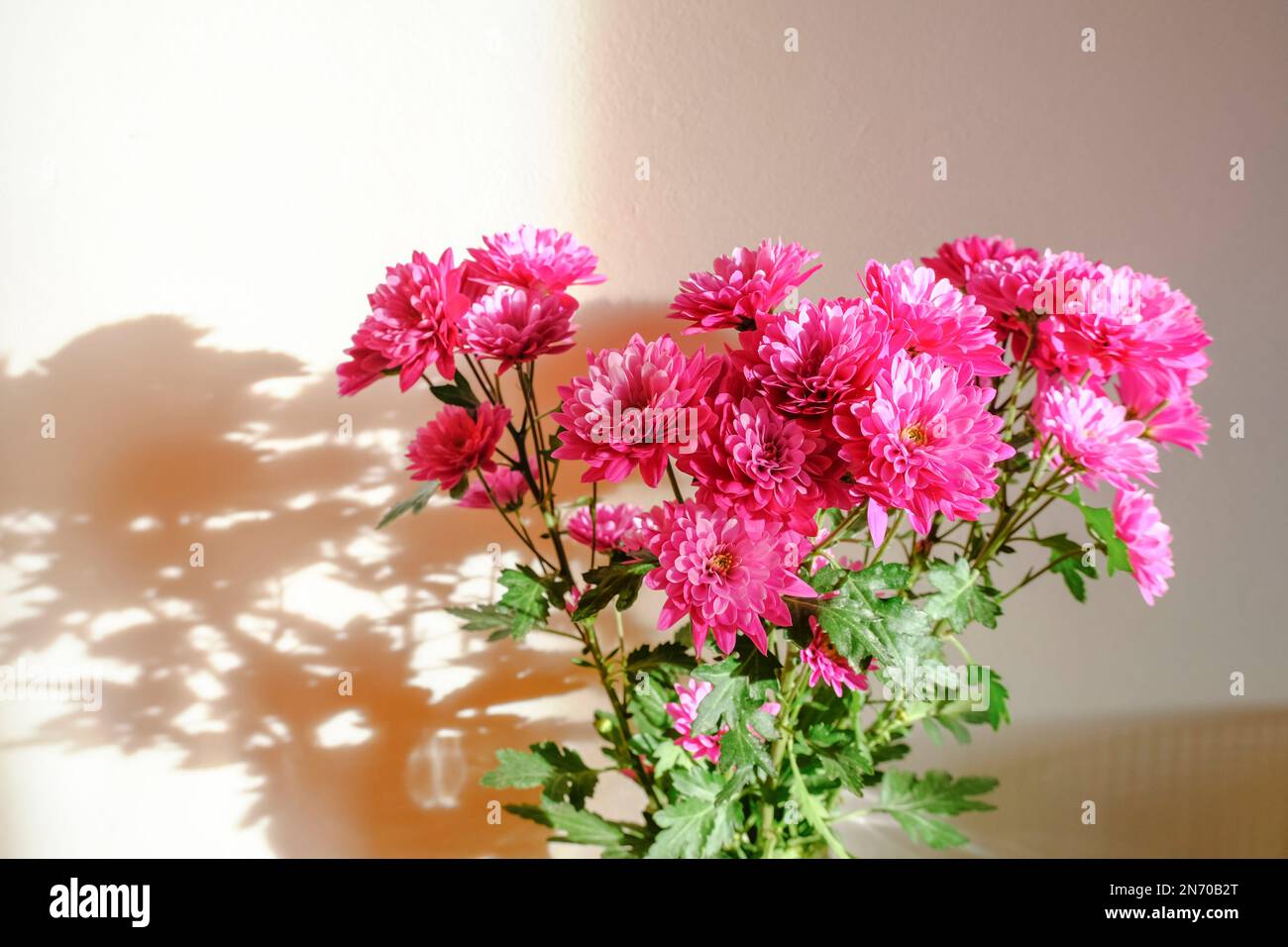 Bouquet de chrysanthèmes roses fleurs en lumière du soleil sur le mur blanc. Carte postale. Copier l'espace Banque D'Images