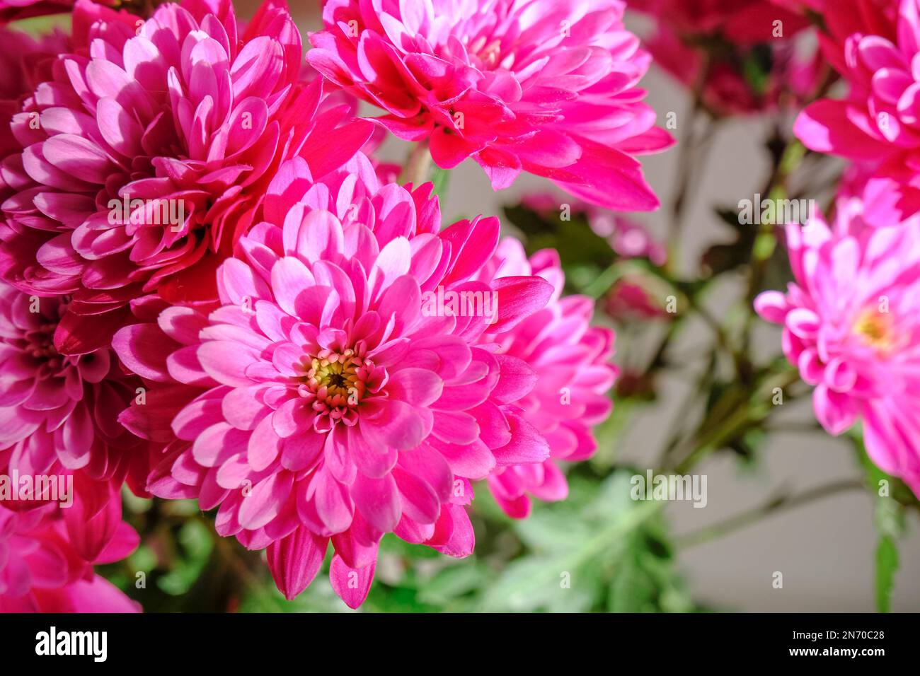 bouquet de fleurs de chrysanthème rose en gros plan. Fond floral. Carte postale. Copier l'espace. Banque D'Images