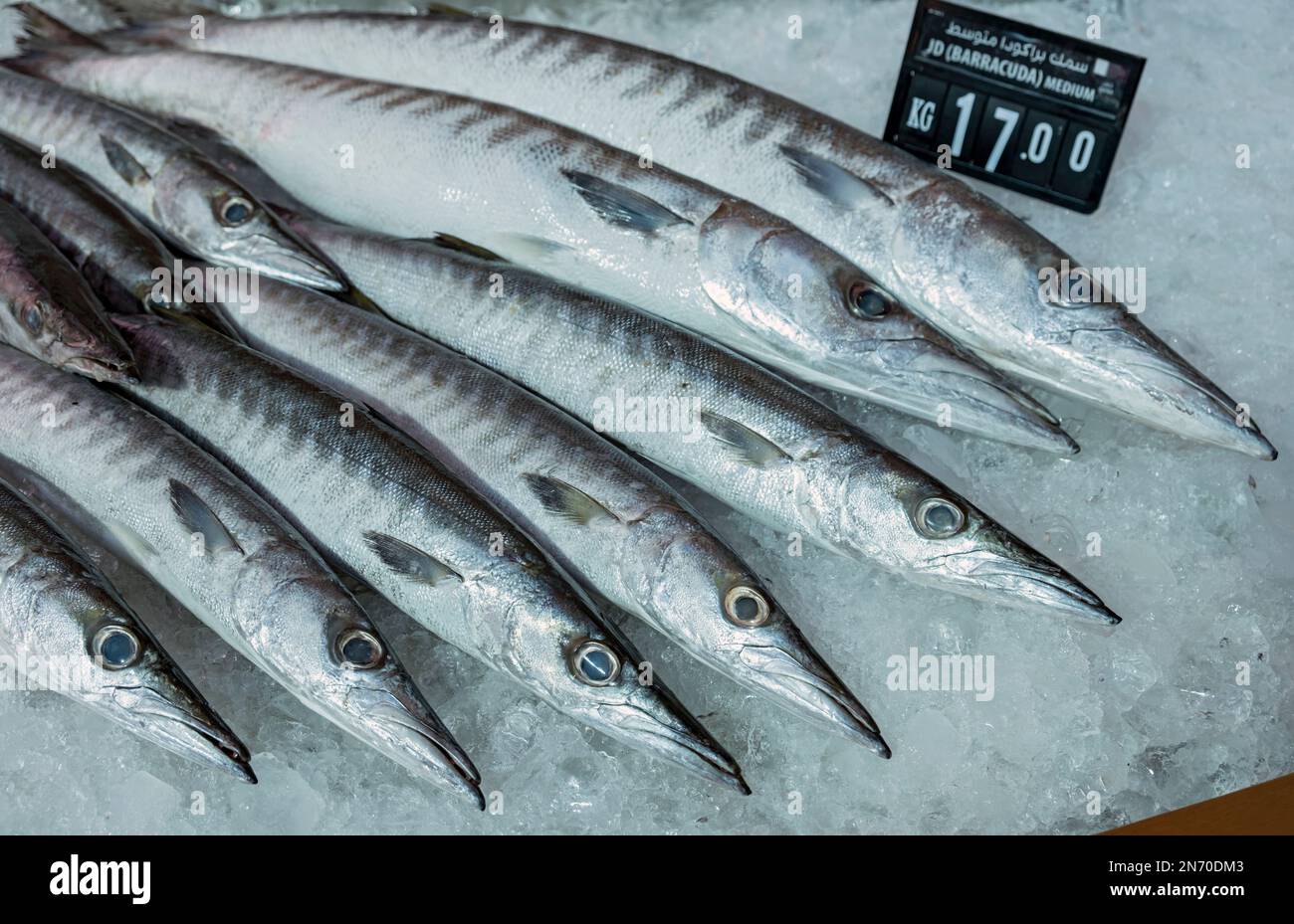 Barracudas, marché aux poissons, district de Mina, Vieux-Port de Doha, Qatar Banque D'Images