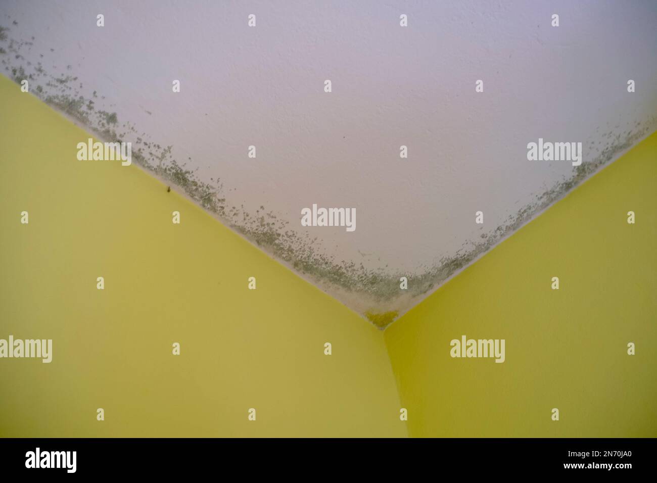 Moule noir dans l'angle du plafond blanc sur le mur jaune. Moisissure dans l'appartement. Humidité dans la pièce Banque D'Images