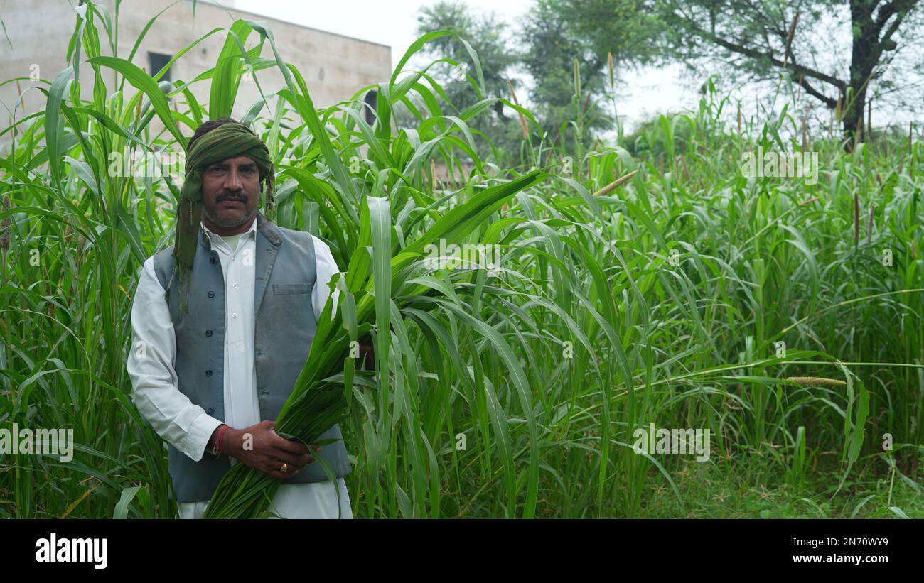 Agriculteur examinant l'oreille de millet vert ou de sorgho dans le champ agricole Banque D'Images