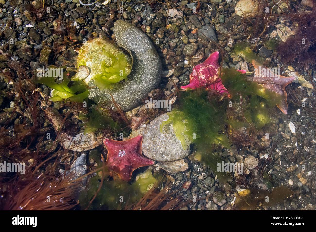 Coquetier de lune et étoiles de chauve-souris, Burnaby Narrows, Gwaii Haanas, Haida Gwaii, C.-B. Banque D'Images