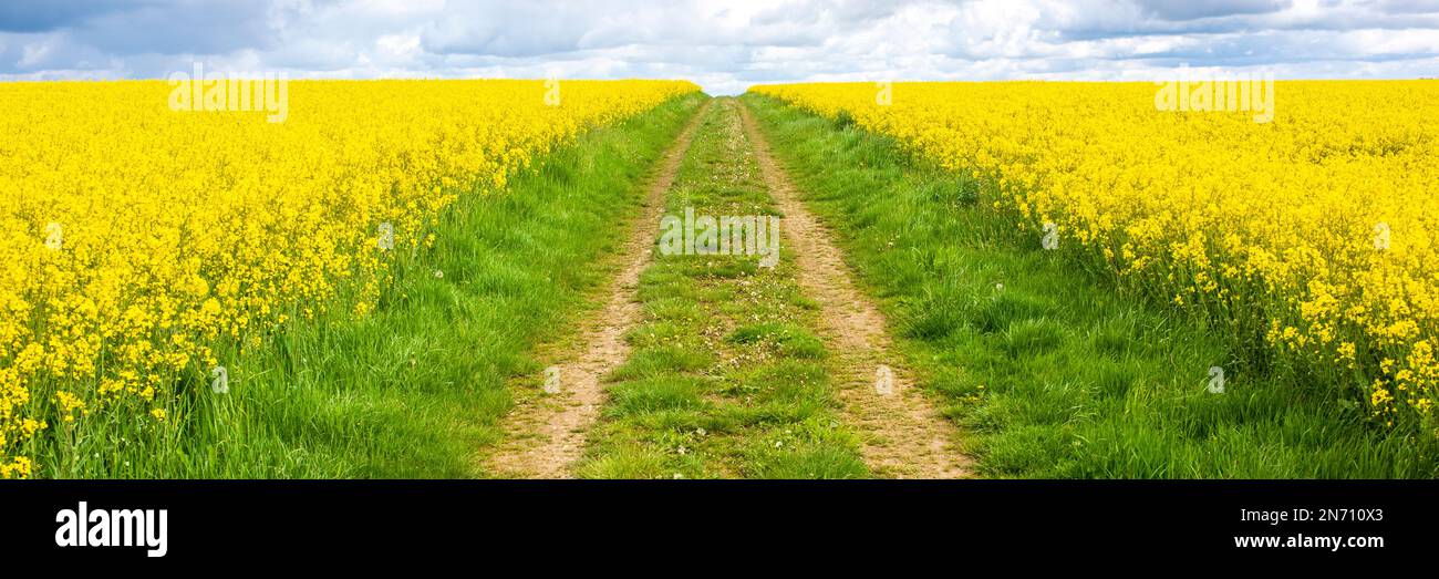 paysage panoramique avec fleurs sur le terrain Banque D'Images