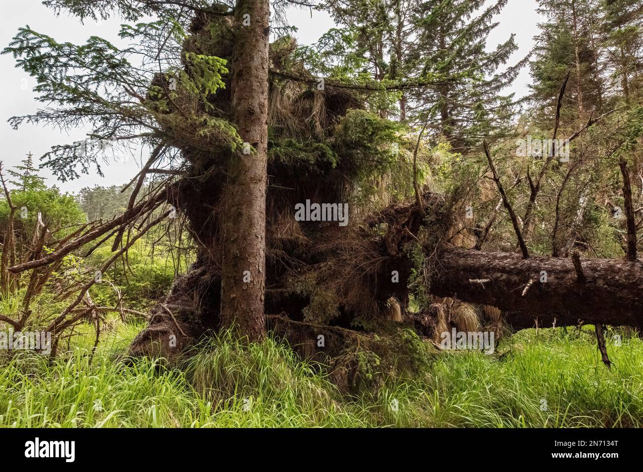 Épinette de Sitka déracinée (Picea sitchensis), s'Gang Gwaii, île Anthony, site du patrimoine haïda Gwaii Haanas, Haida Gwaii Banque D'Images