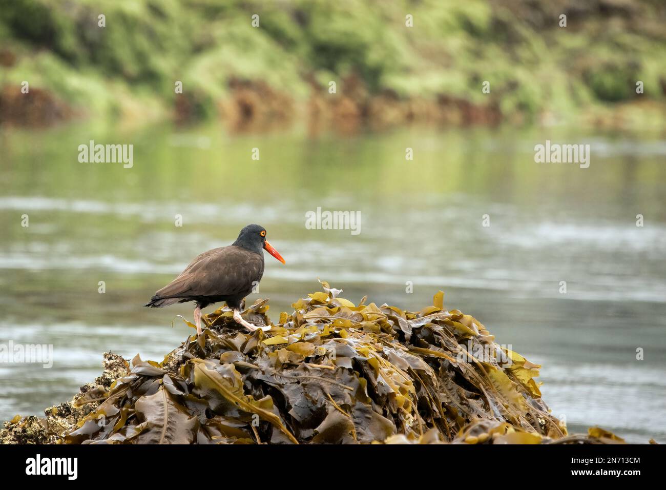 Huistercapcher noir (Haematopus bachmani) marchant sur un lit de rockweed, îles Bischof, Haida Gwaii Banque D'Images