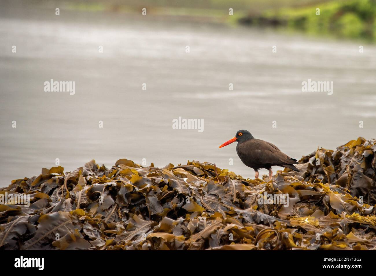 Huistercapcher noir (Haematopus bachmani) sur un lit de rockweed, îles Bischof, baie Juan Perez, Haida Gwaii (Colombie-Britannique) Banque D'Images