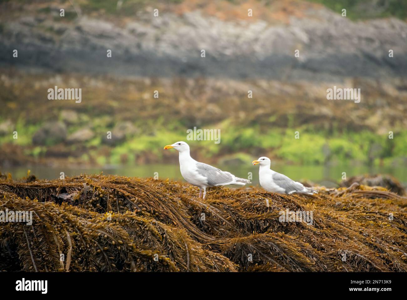 Paire de goélands argentés (Larus argentatus) assis sur un lit de varech de plumes (Egregia menziesii) à marée basse, Haida Gwaii Banque D'Images