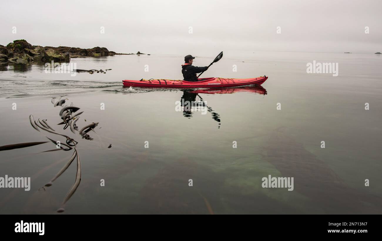 Kayak à travers le varech de taureau par une journée brumeuse, îles Biscoff, détroit Juan Perez, Haida Gwaii, C.-B. Banque D'Images