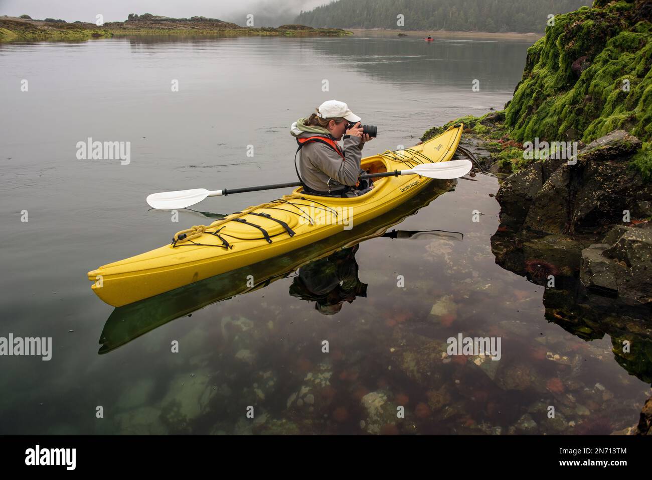 Kayakiste photographiant la zone intertidale, oursins sous-marins, îles Bischof, détroit Juan Perez, Haida Gwaii, C.-B. Banque D'Images