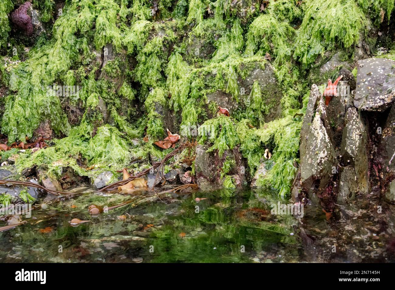 Mauvaises herbes marines et étoiles de mer à marée basse, îles Bischof, détroit Juan Perez, Haida Gwaii, C.-B. Banque D'Images
