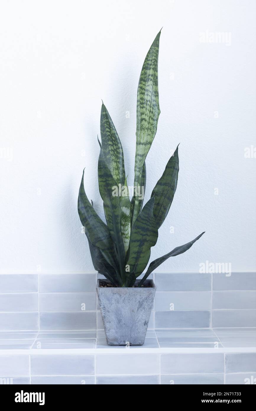 Une plante Sansevieria dans un pot gris sur une étagère en carreaux gris contre un mur blanc. Banque D'Images